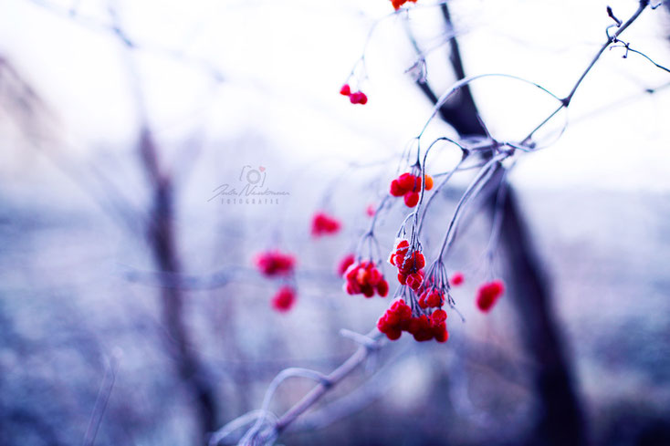 Blumen_Frost_Beeren_Die Roadies_Landschaft_Fotografin Julia Neubauer