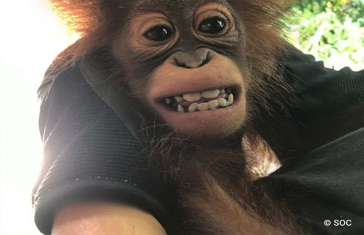 Die Zähne müssen kontrolliert werden, ®Sintang Orangutan Center