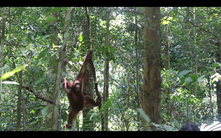 Molly in the trees - she gained some weight...