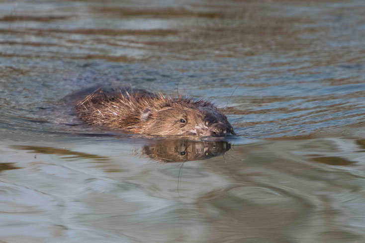 Biber Beaver