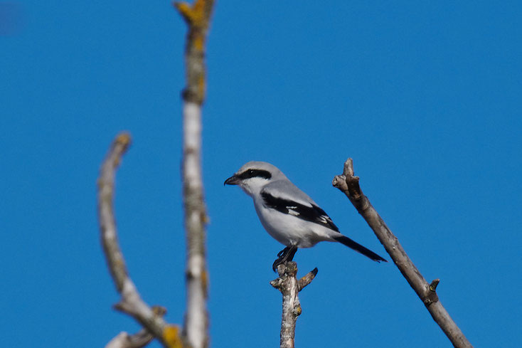 raubwürger, great grey shrike