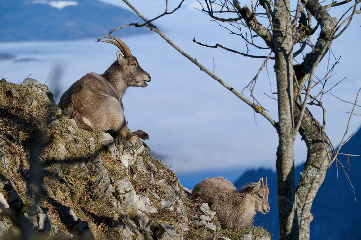 ibex, steinbock