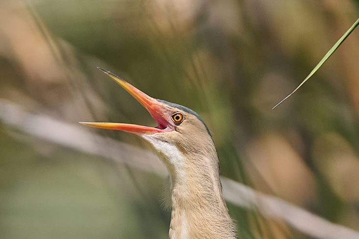 zwergdommel, little bittern