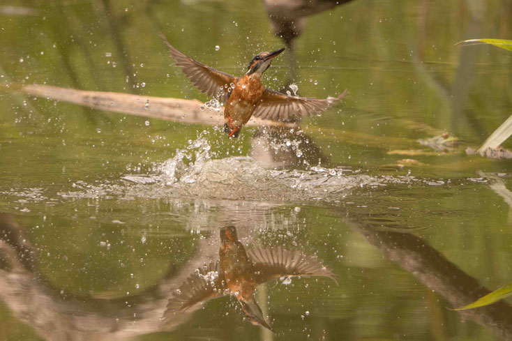 kingfisher, eisvogel