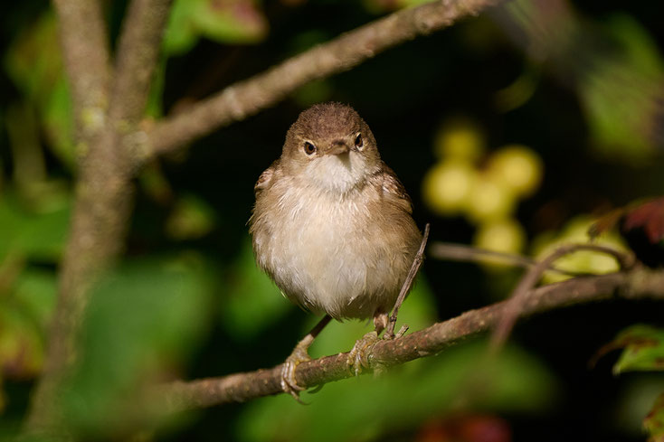 reed warbler