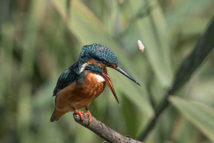 kingfisher mucus