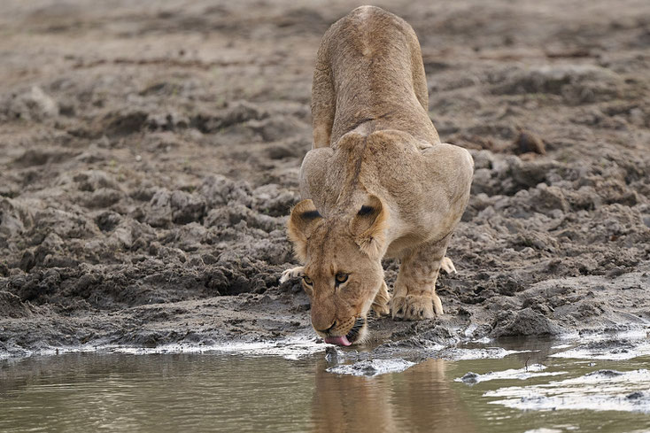 lion