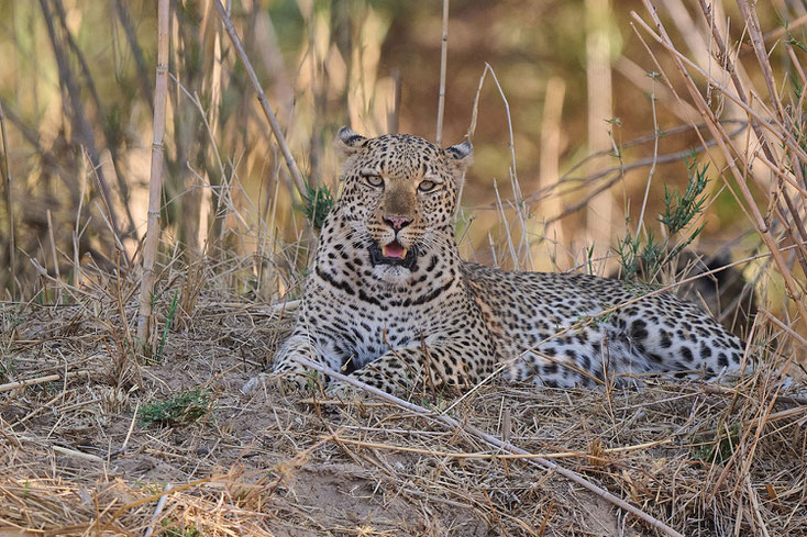 leopard