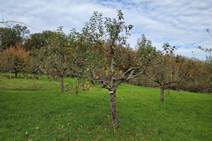 Unbekannter 095 Oktober 2024