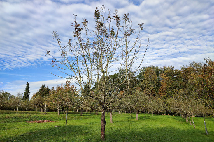 Speierling 017 Oktober 2024