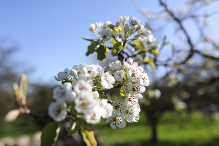 Birnenblüte