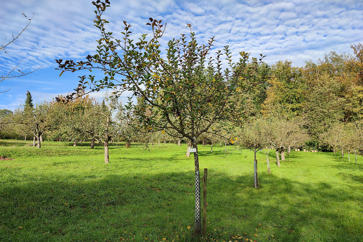 Heslacher Gereutapfel 016 Oktober 2024