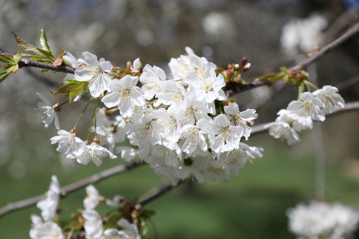 Kirschenblüte