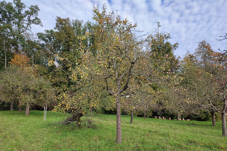 Arbeitsname Eierbirne Hofmeister 046 Oktober 2024