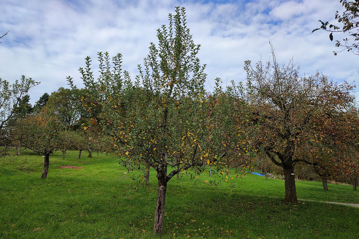 AN Manks Küchenapfel 093 Oktober 2024