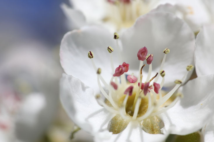 Birnenblüte im Detail