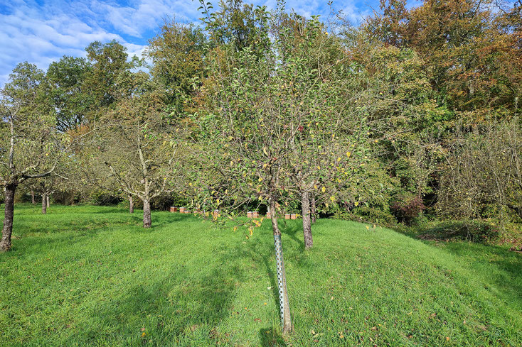 Unbekannter 006 Oktober 2024