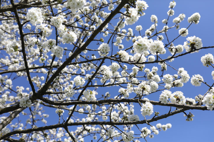 Süßkirschenblüte