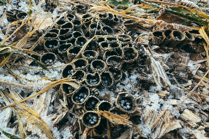 Pilze auf der Wiese – ein schönes Fundstück beim Dokumentieren der Pflanzen