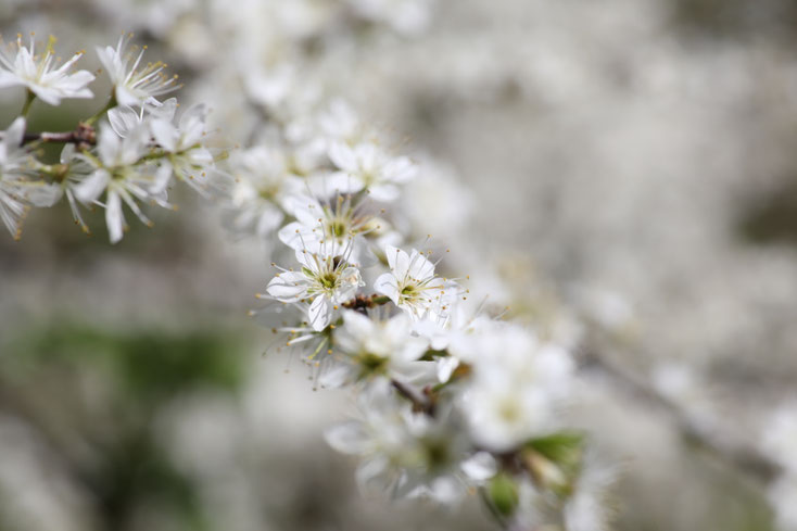 Schlehenblüte