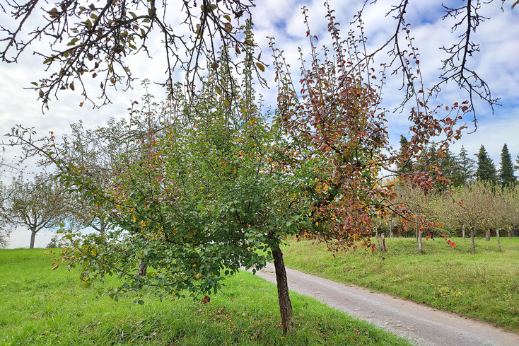 Arbeitsname Weilersche Mostbirne 078 Oktober 2024