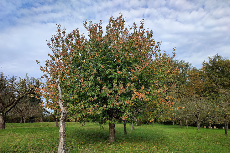 unbekannte 036 Oktober 2024
