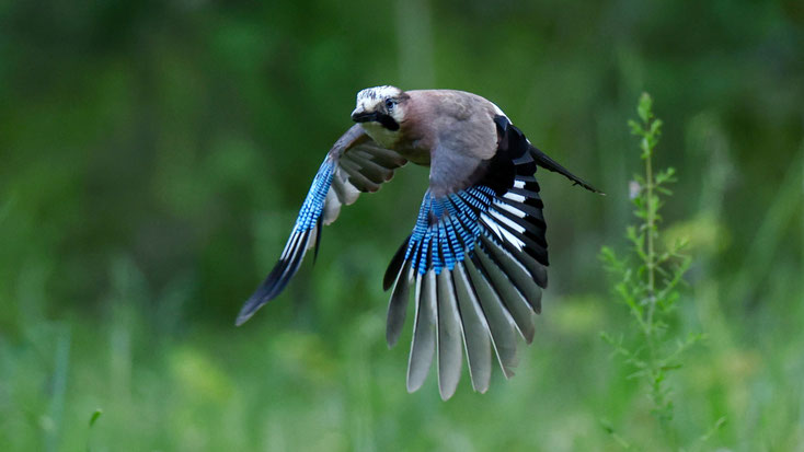 Tierfotografie