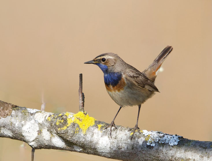 Blaukehlchen