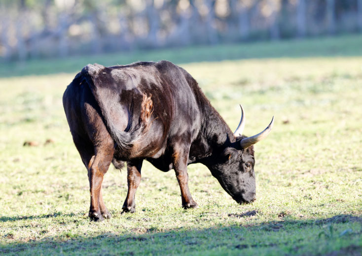 Camargue