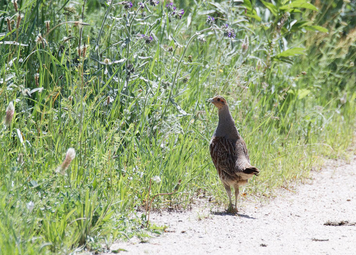 Tierfotografie