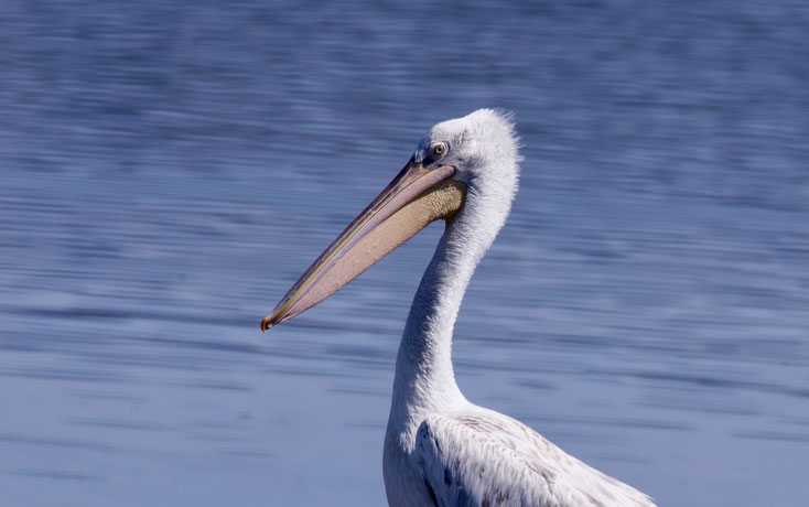 Tierfotografie