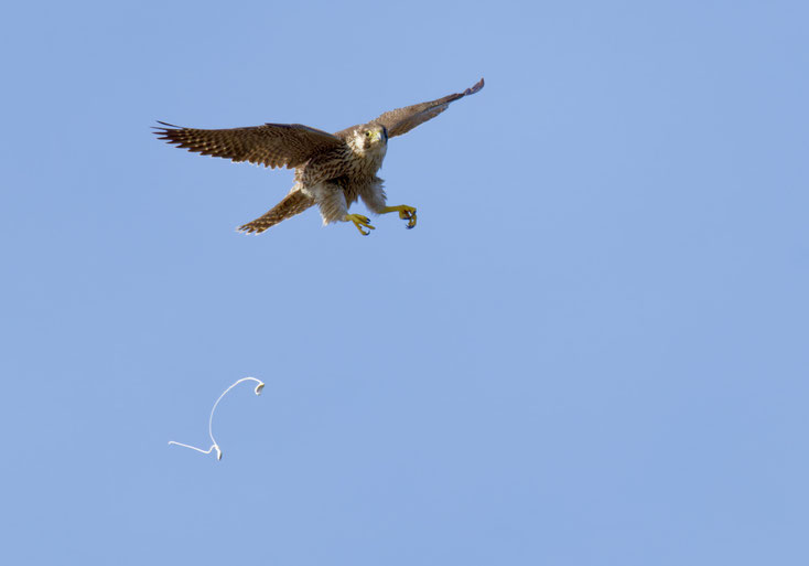 Wanderfalke auf Sardinien