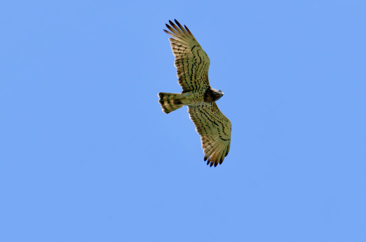 Tierfotografie