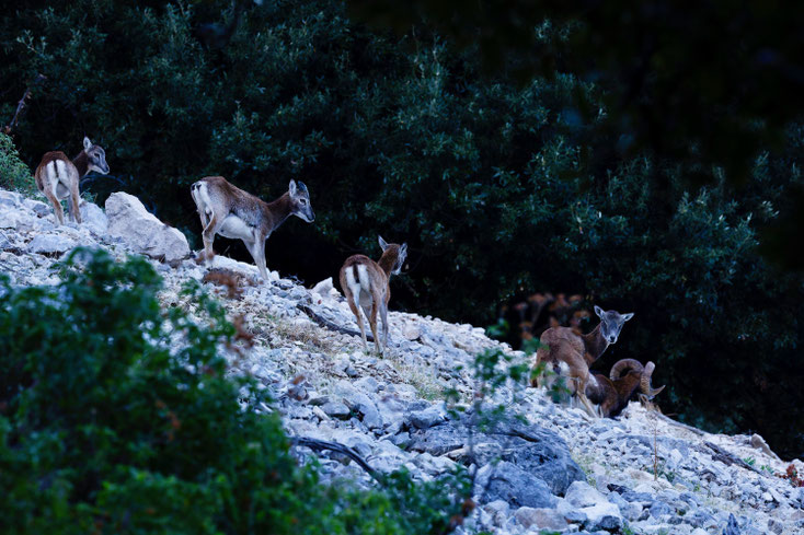 Mufflons auf Sardinien Oktober 2025