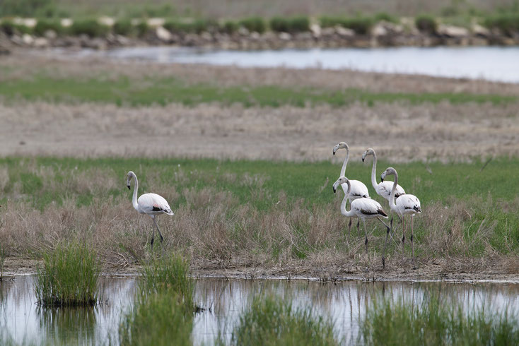Tierfotografie