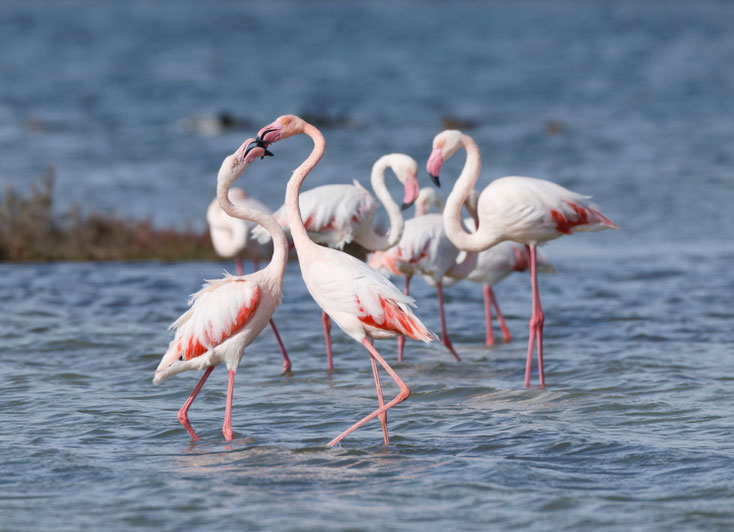 Rosaflamingo auf Sardinien Oktober 2025