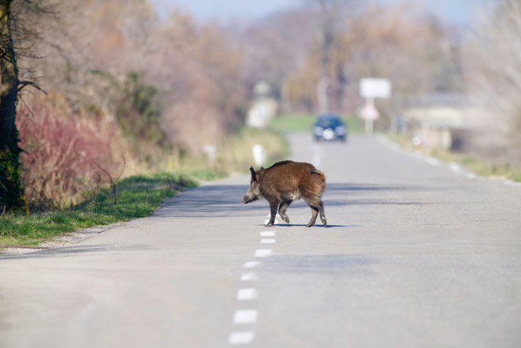 Camargue