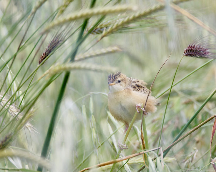 Tierfotografie