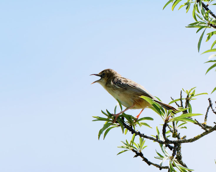 Tierfotografie