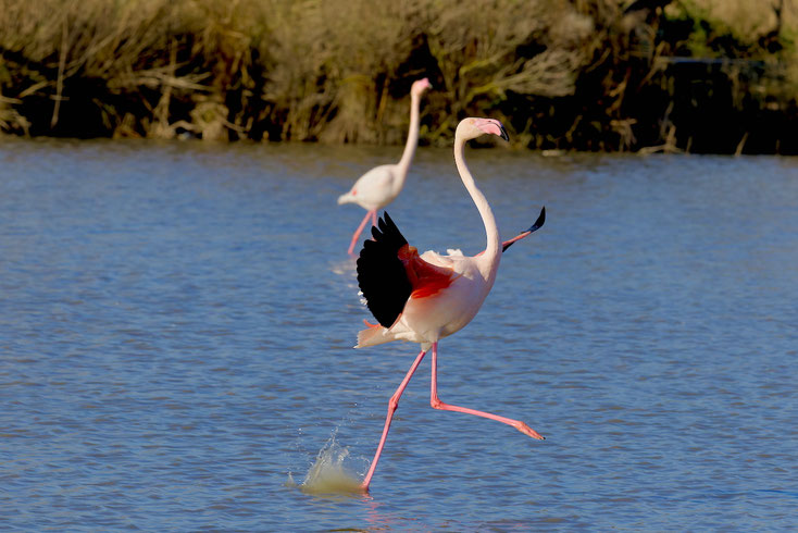 Camargue 2025