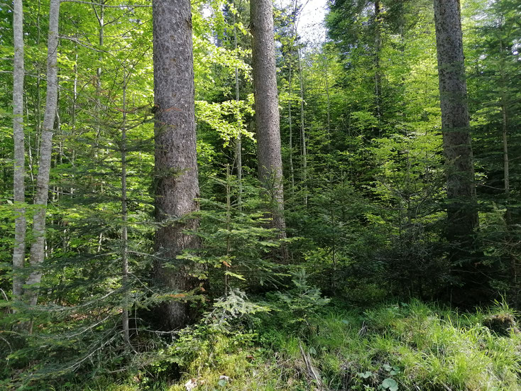 Ergebnis waldfreundlicher Jagd: Üppige Naturverjüngung samt Eiche unter geschädigter Kiefer und Fichte.  