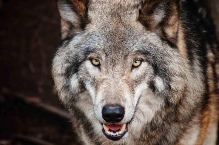 Tierkommunikation Chancen und Grenzen