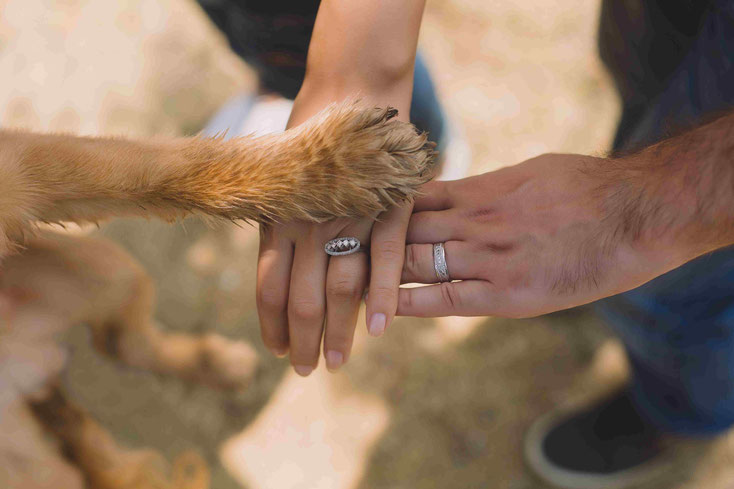 Tierkommunikation Hand in Pfote