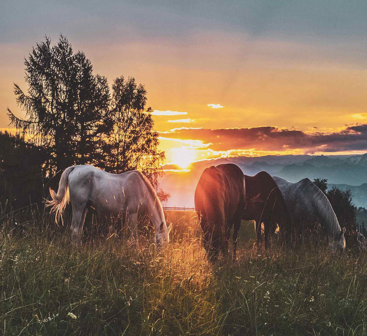 Anleitung Tierkommunikation lernen - Pferde