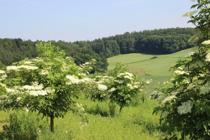 Holunderplantage - Biohof Kreitmair, Notzenhausen