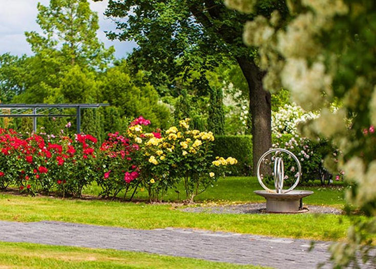 Blühende Strauchrosen am Weg durch den Rosengarten