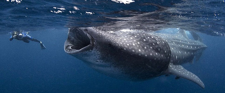 Lo squalo balena, unica specie del genere Rhincodon e della famiglia Rhincodontidae, è il più grande squalo esistente.