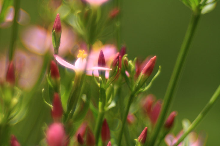 Centaury, Foto: dorisvogt.de