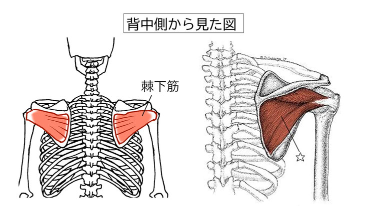 肩関節の痛み　姿勢　姿勢改善　肩甲骨　肩甲骨はがし　肩甲骨痛み　背中の痛み　野球肩の原因　野球肩原因　野球肩治し方　野球肩体操　野球肩ストレッチ　野球　野球肩　肩が痛い　ピッチャー　リトルリーガーズショルダー　腱板損傷　投球傷害　水泳　競泳　腰痛　分離症　分離すべり症　水泳肩スイマーズショルダー　水泳肩　スイマーズショルダー治療　スイマーズショルダー治るのか　岐阜　岐阜市　岐阜市茜部　岐阜市東鶉　岐阜市南鶉　岐阜市中鶉　岐阜市柳津町　羽島市　羽島郡　笠松町　岐南町　茜部　鶉　東鶉　中鶉　南鶉　柳津　笠松　