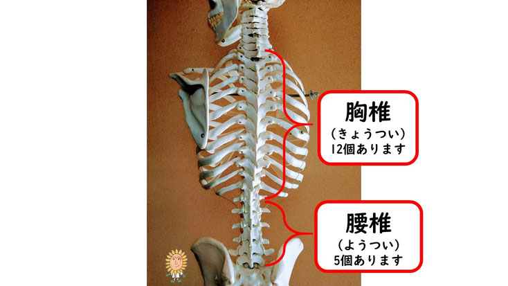 肩関節の痛み　姿勢　姿勢改善　肩甲骨　肩甲骨はがし　肩甲骨痛み　背中の痛み　野球肩の原因　野球肩原因　野球肩治し方　野球肩体操　野球肩ストレッチ　野球　野球肩　肩が痛い　ピッチャー　リトルリーガーズショルダー　腱板損傷　投球傷害　水泳　競泳　腰痛　分離症　分離すべり症　水泳肩スイマーズショルダー　水泳肩　スイマーズショルダー治療　スイマーズショルダー治るのか　岐阜　岐阜市　岐阜市茜部　岐阜市東鶉　岐阜市南鶉　岐阜市中鶉　岐阜市柳津町　羽島市　羽島郡　笠松町　岐南町　茜部　鶉　東鶉　中鶉　南鶉　柳津　笠松　